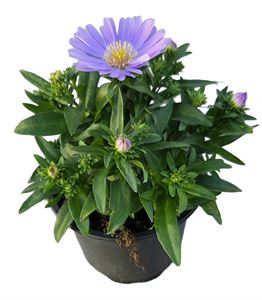 Afbeelding van Asters P9 Alpha divers